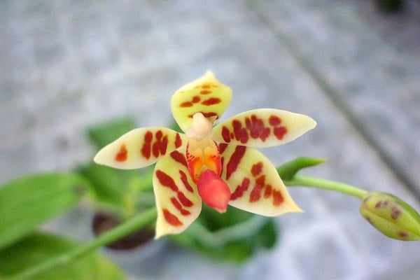 Phalaenopsis maculata