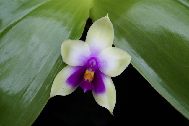 Phalaenopsis bellina "Ponkan" "Big"