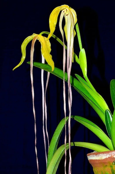 phragmipedium_lindenii_ml_gran