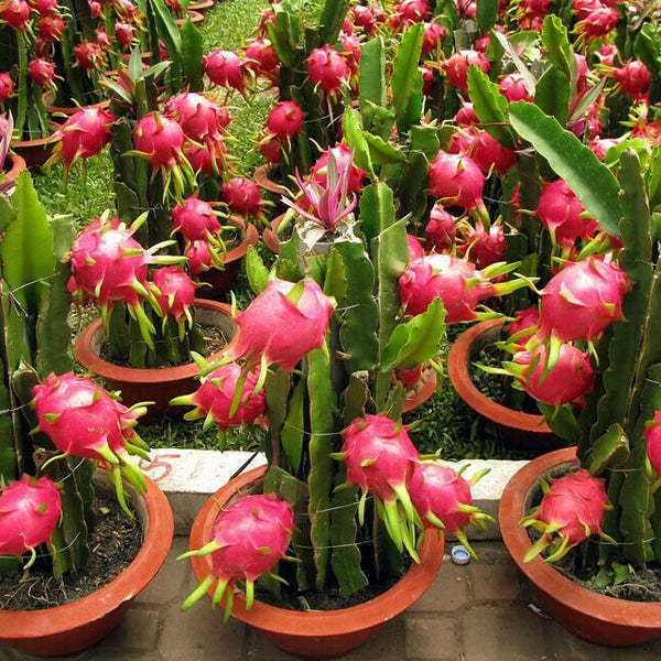 Hylocereus undatus 