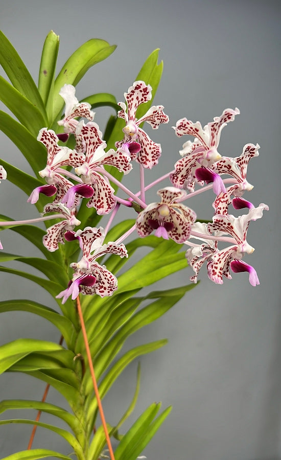 Vanda Double Rods Vanda tricolor var. suavis