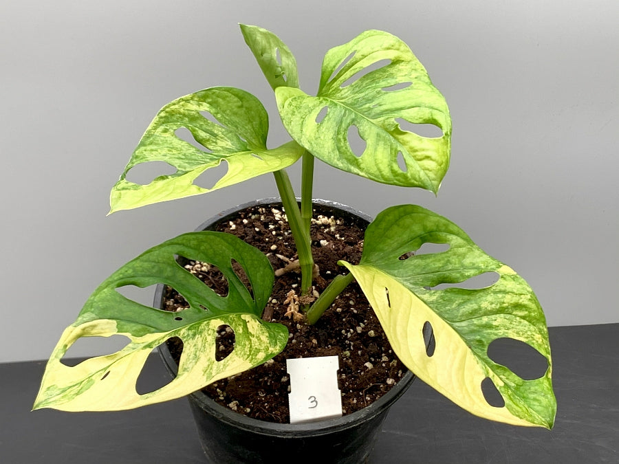 variegated monstera adansonii aurea Monstera adansonii variegated aurea "Half Moon" (4-6 Leaves)