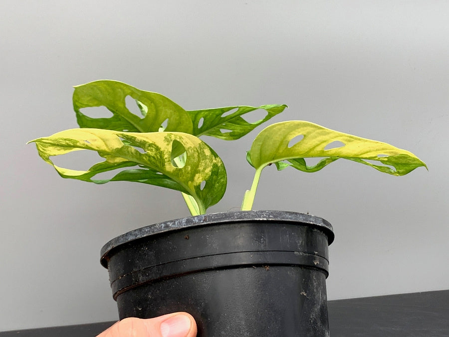 half moon adansonii monstera Monstera adansonii variegated aurea "Half Moon" (4-6 Leaves)