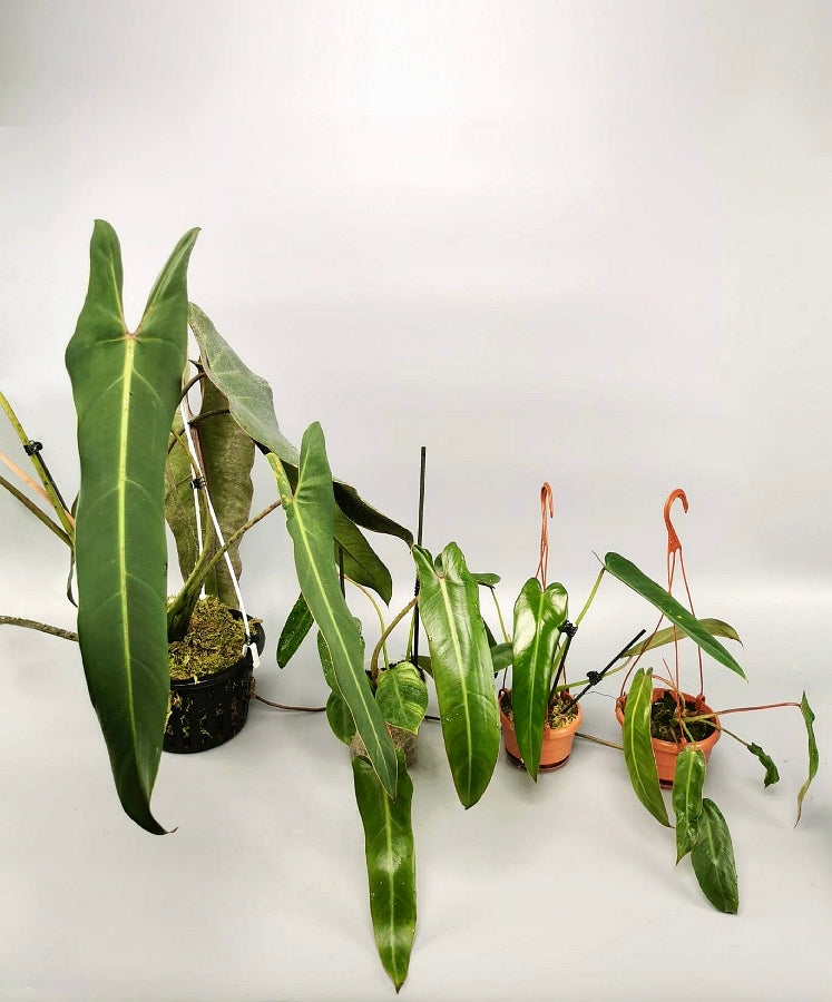 philodendron ichtus Philodendron spiritus sancti (Small Plant 4/5 Leaves, few roots)