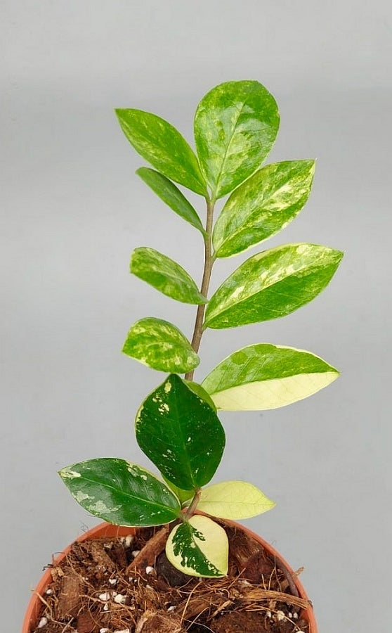 whipped cream zz plant Zamioculcas zamiifolia variegata (4 Leaves Cutting)