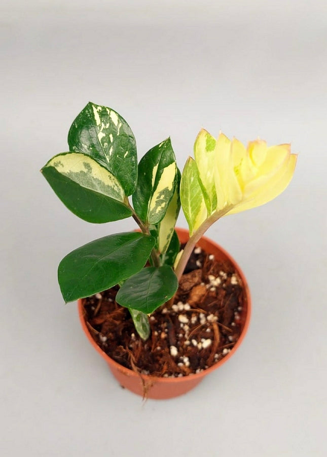 where to buy variegated zz plant Zamioculcas zamiifolia variegata (4 Leaves Cutting)