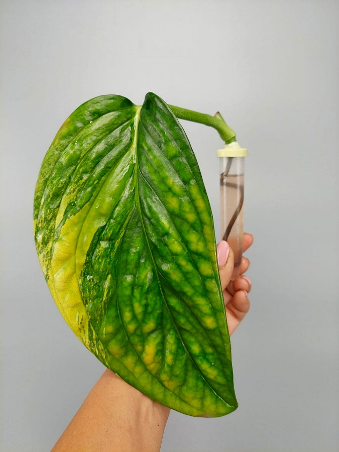 Monstera peru variegata/GREEN (Stem Cutting)