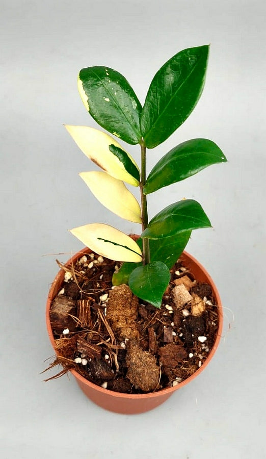 variegate zz plant Zamioculcas zamiifolia variegata (4 Leaves Cutting)
