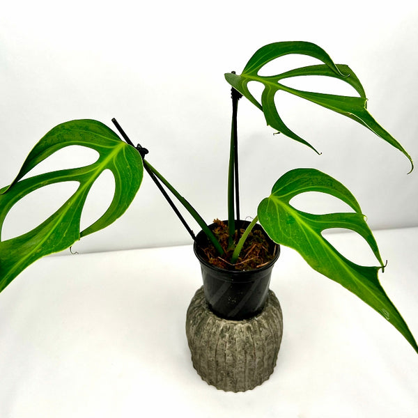 その他観葉植物 Monstera burle marx's flame Monstera Burle Marx Flame – Plant Society Toronto