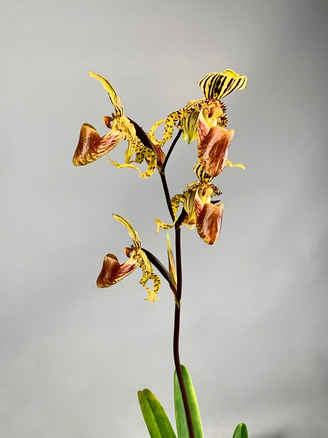 Paphiopedilum supardii "Big Plant''
