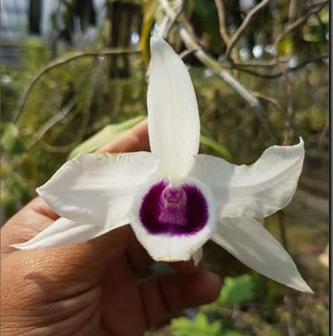 Dendrobium anosmum var.Semi Alba