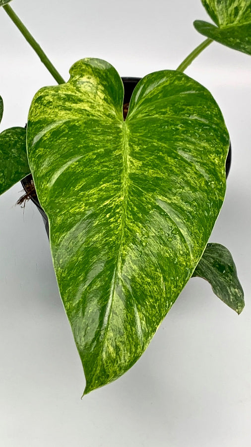 monstera philodendron giganteum Philodendron Giganteum Variegata