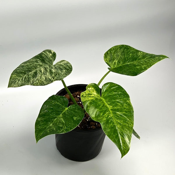 philodendron giganticum Philodendron Giganteum Variegata
