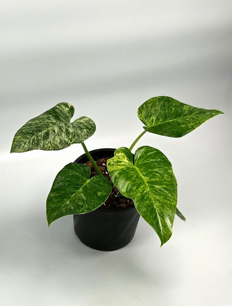 variegated giganteum philodendron Philodendron Giganteum Variegata