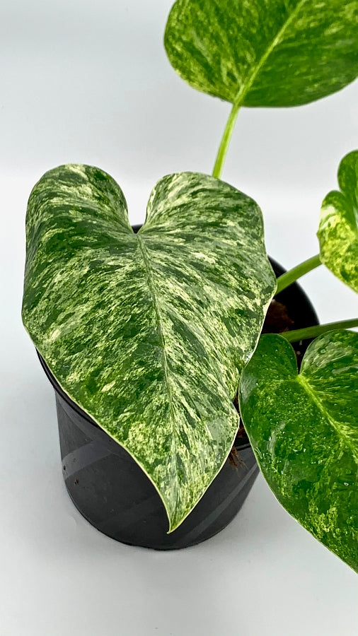variegated giganteum philodendron Philodendron Giganteum Variegata