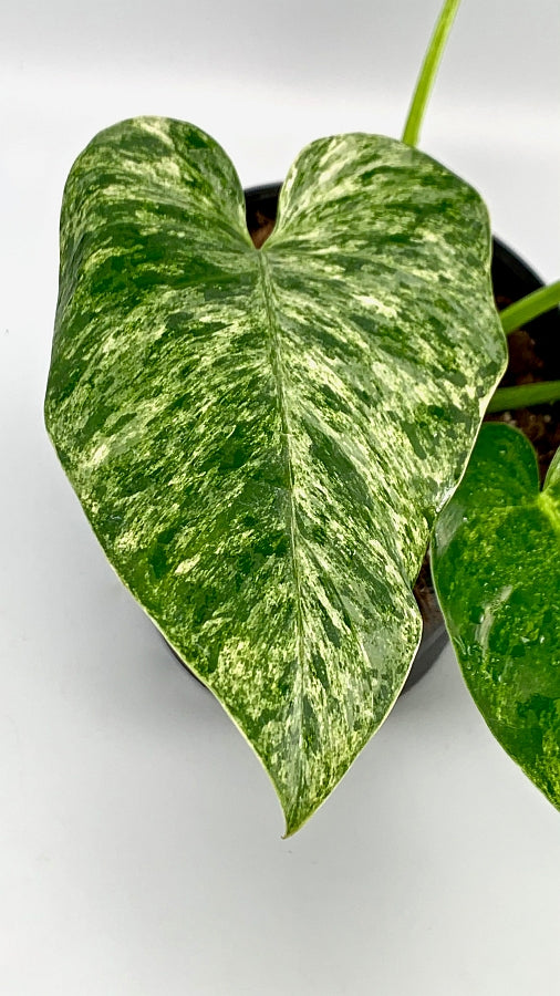 philodendron gigas variegated Philodendron Giganteum Variegata