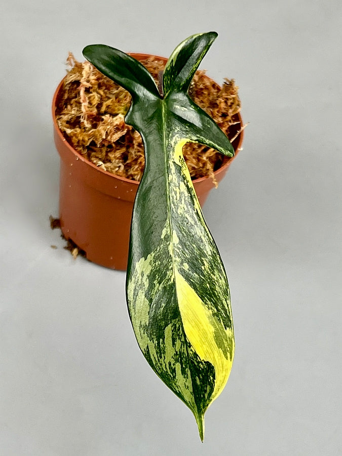 Philodendron Florida GREEN/Beauty