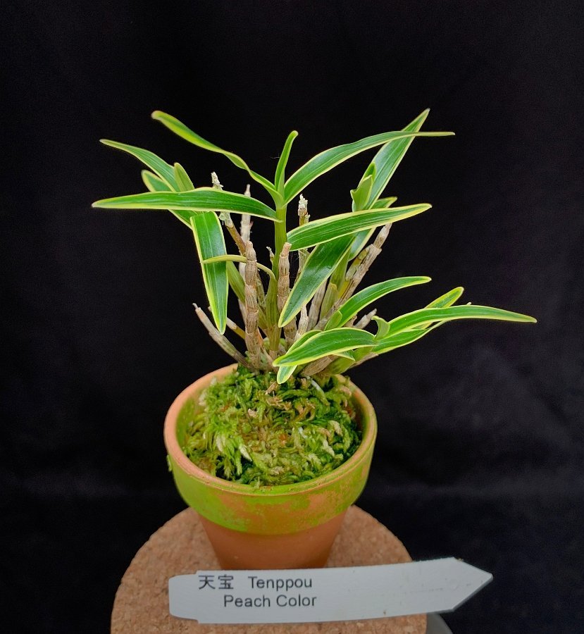 Dendrobium moniforme var. Variegata "Tenppou"