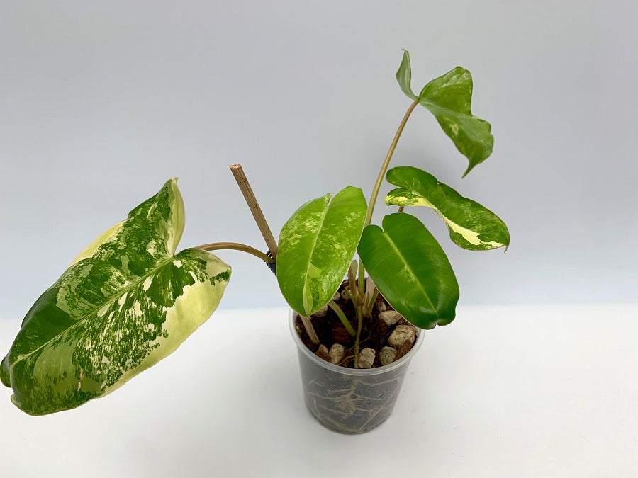 Philodendron Burle Marx Variegata (3 to 5 Leaves) (Small Plant) Highly Variegated