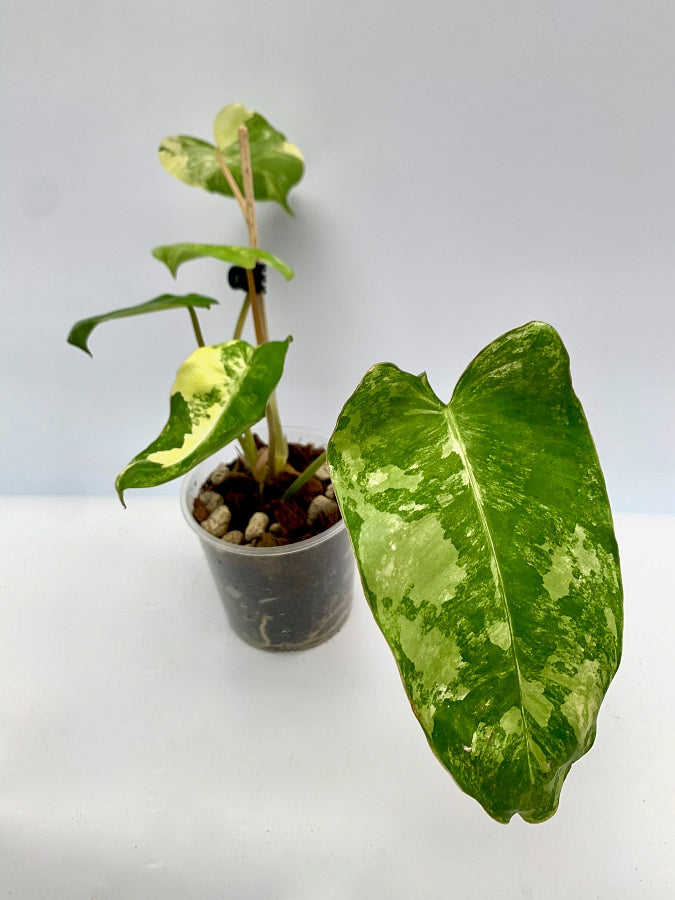 Philodendron Burle Marx Variegata (3 to 5 Leaves) (Small Plant)
