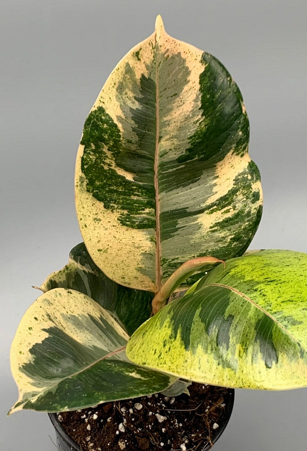 Ficus Moonshine Variegata "Shivereana"