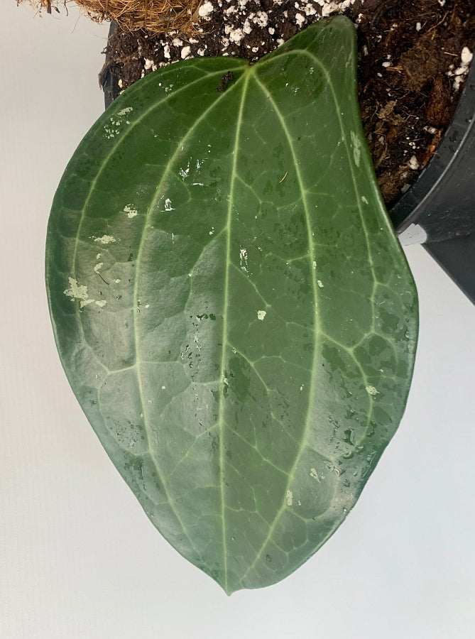 Hoya Latifolia (Small Leaf)