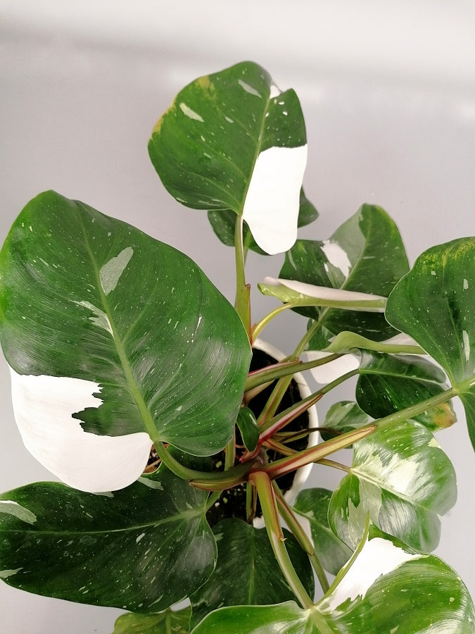 Philodendron white princess "Big Plant"(2 plant's in one pot)