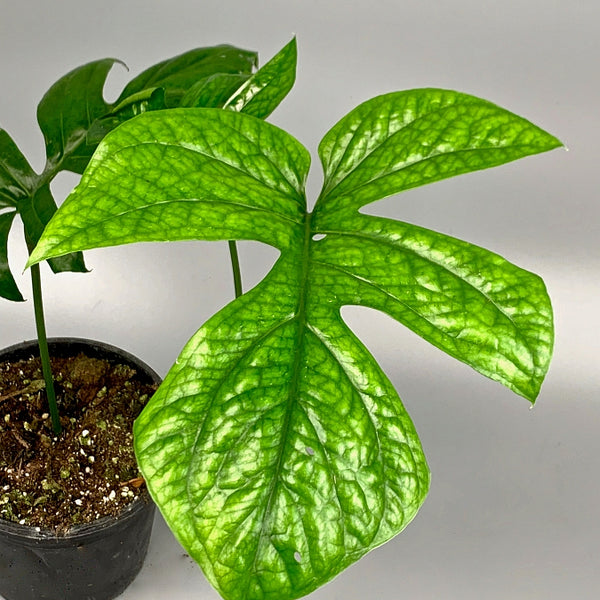Rhaphidophora sp. 