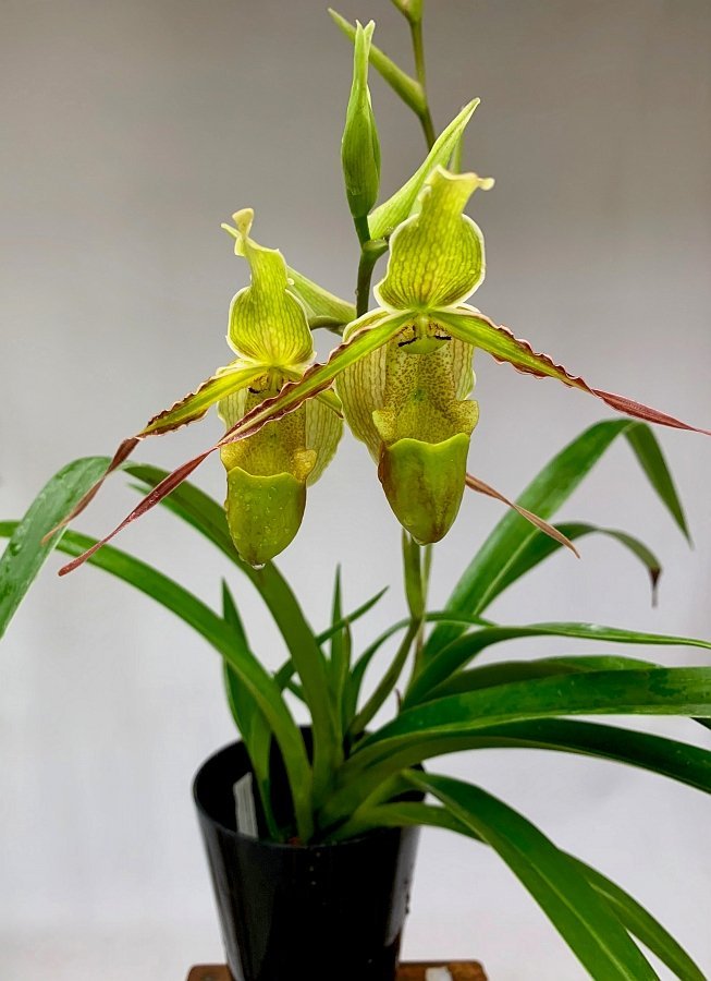 Phragmipedium longifolium ''Big''