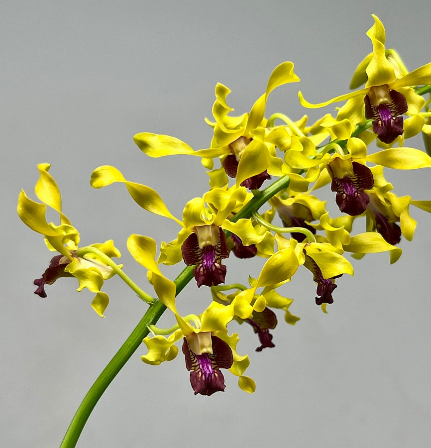 Dendrobium Jairak Gold