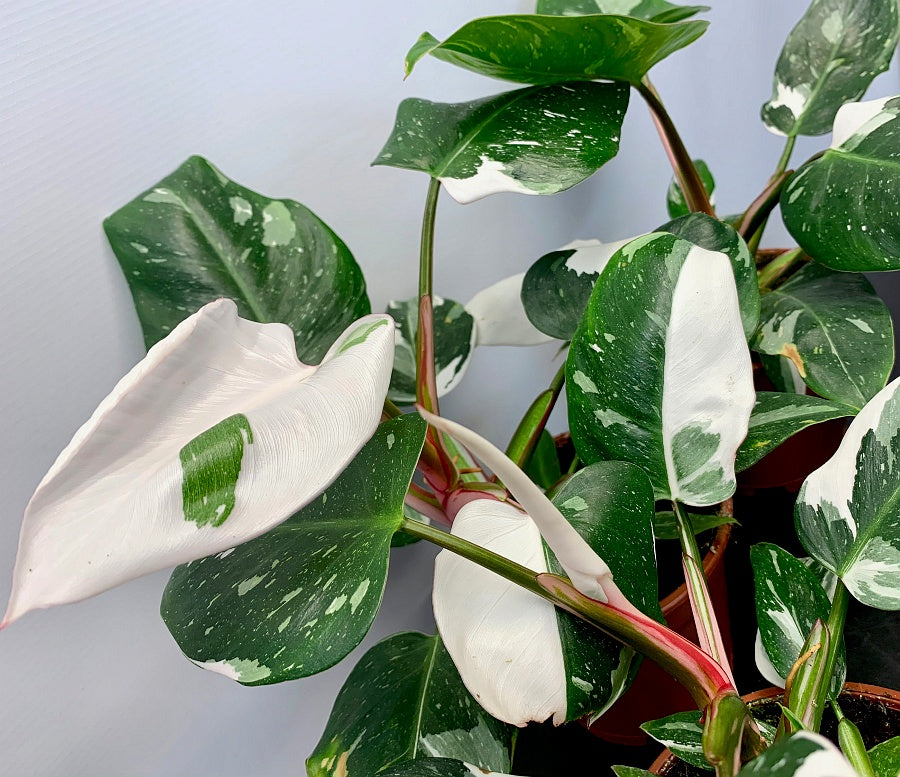 Philodendron White Princess ''4-5 leaves''