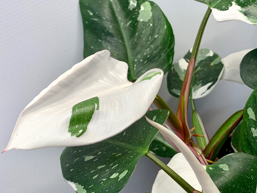 Philodendron White Princess ''Head Cutting"