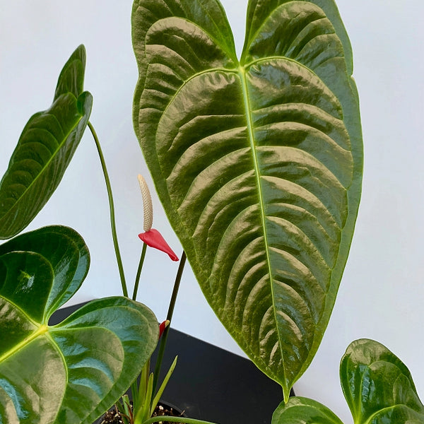 sized_img_2622_600x600_crop_ce