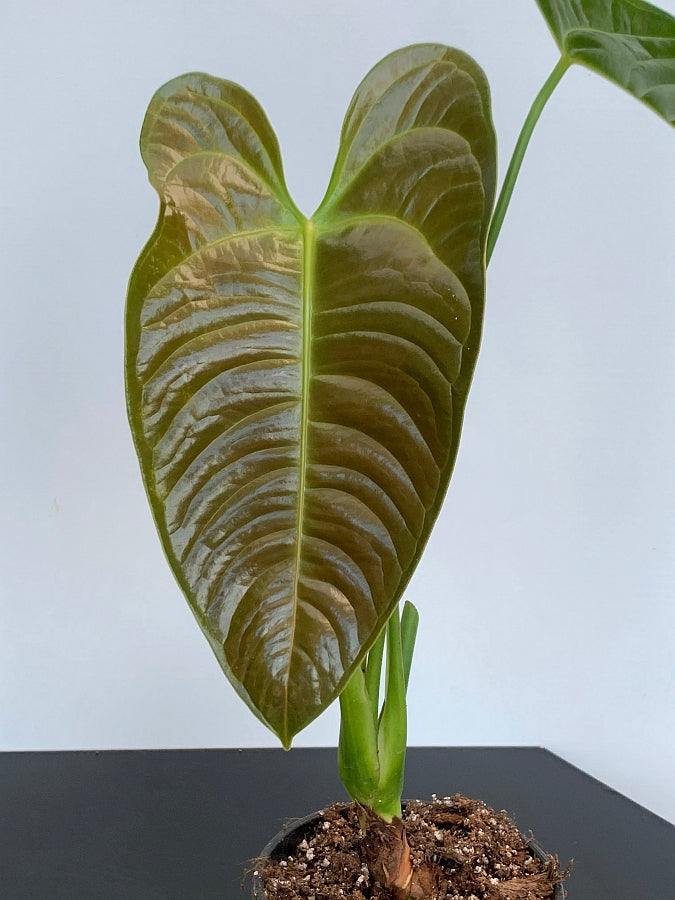 Anthurium veitchii hybride