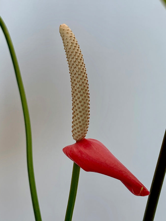 Anthurium veitchii hybride