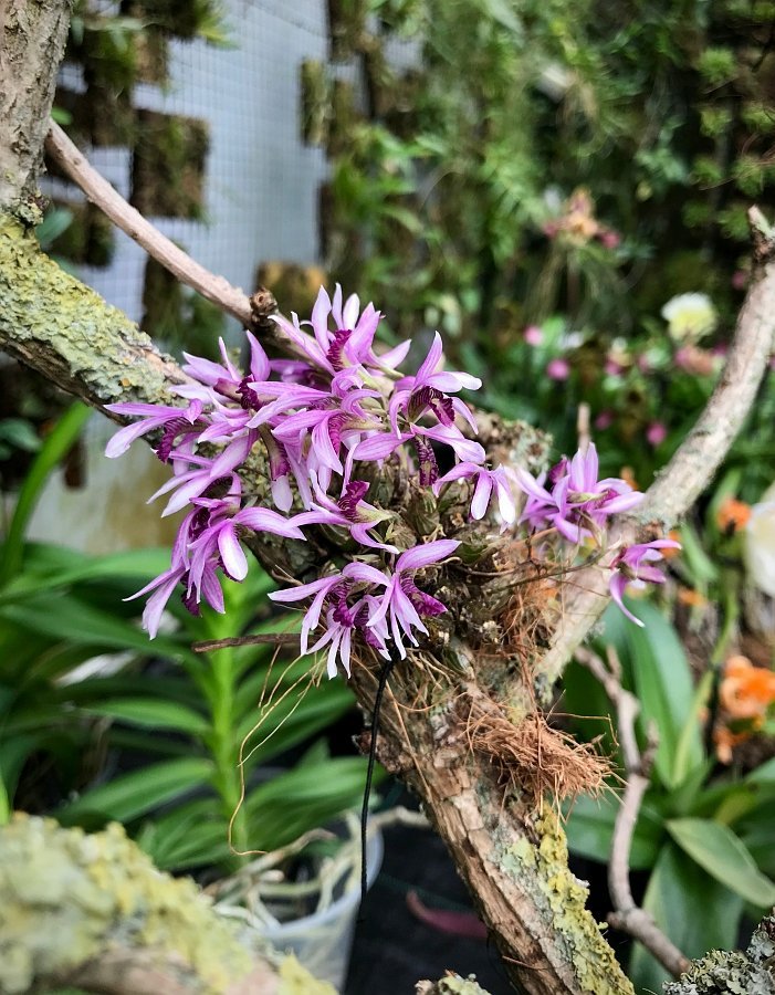 Dendrobium laterale
