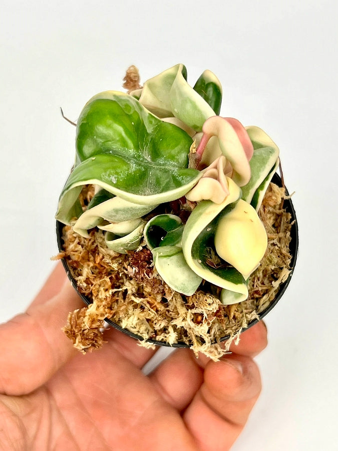 Hoya compacta variegata