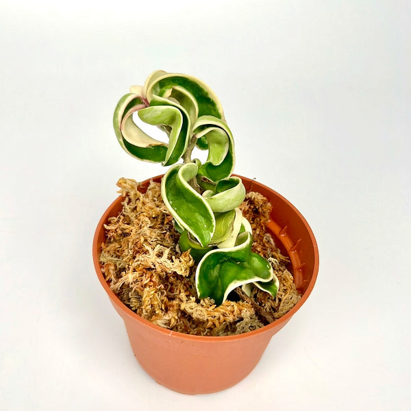 Hoya compacta variegata