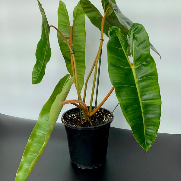 Philodendron billietiae (Big Plant)