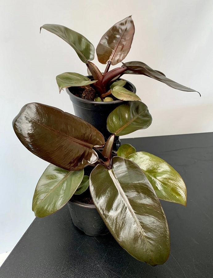 Philodendron "Black Cardinal" GREEN/Variegated