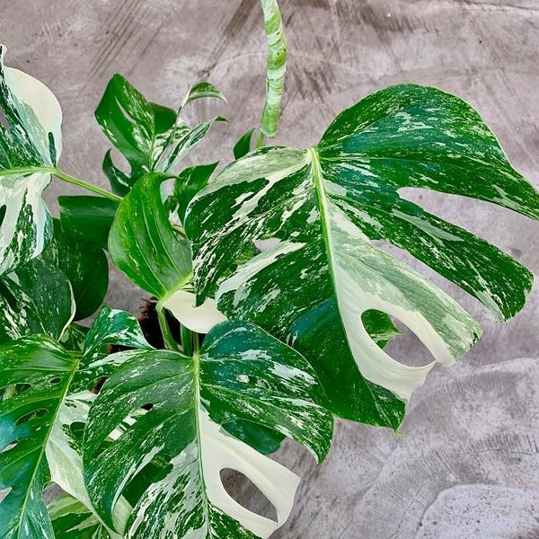 Monstera deliciosa Variegata albo