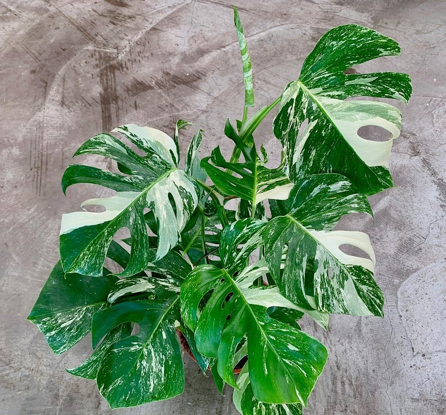 monstera deliciosa kopen Monstera deliciosa Variegata albo (5-6 leaves)