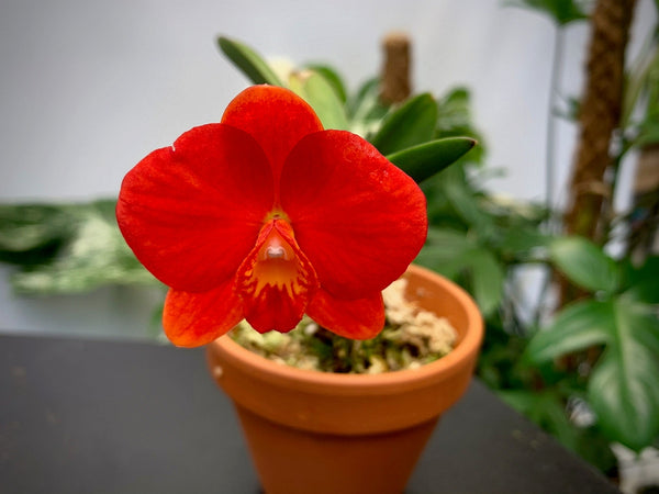 sized_img_3304_grande.jpg?v=