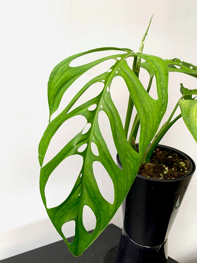 Monstera epipremnoides 