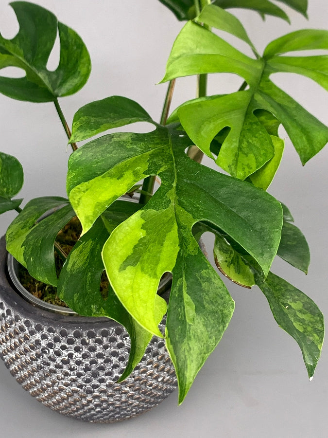 Monstera minima variegated  (3/5 Leaves)