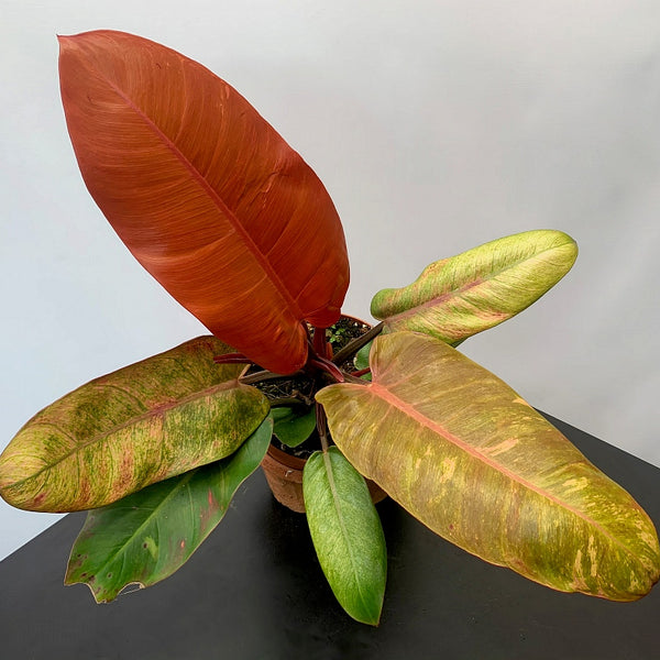 Philodendron Prince Of Orange Variegata
