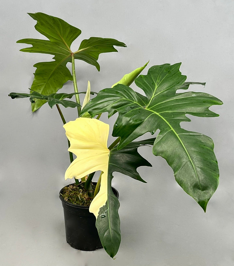 Philodendron 