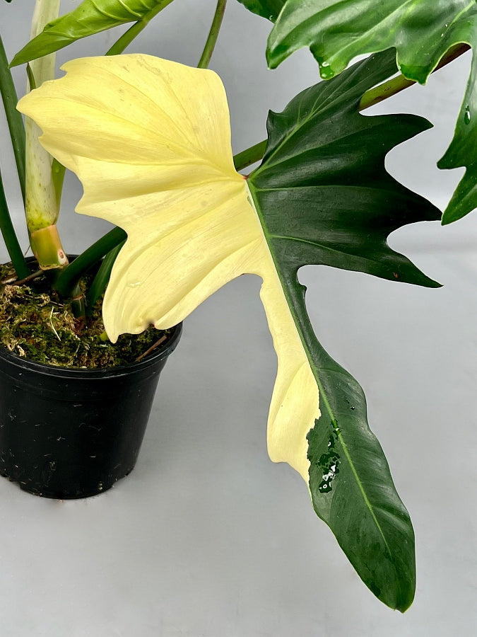 philodendron golden dragon variegated for sale Philodendron "Golden Dragon" Variegata/GREEN