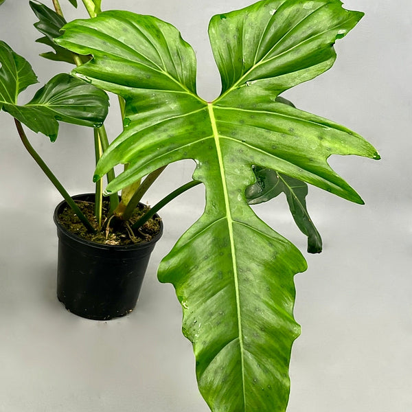 golden dragon philodendron Philodendron "Golden Dragon" Variegata/GREEN