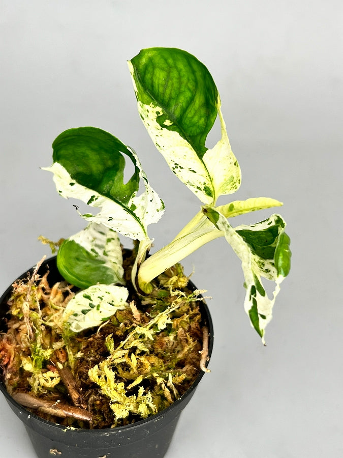Epipremnum pinnatum marble variegated
